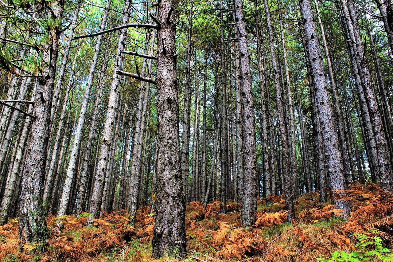 Foresta In Medias Mores Trípoli Exterior foto